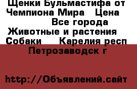 Щенки Бульмастифа от Чемпиона Мира › Цена ­ 1 000 - Все города Животные и растения » Собаки   . Карелия респ.,Петрозаводск г.